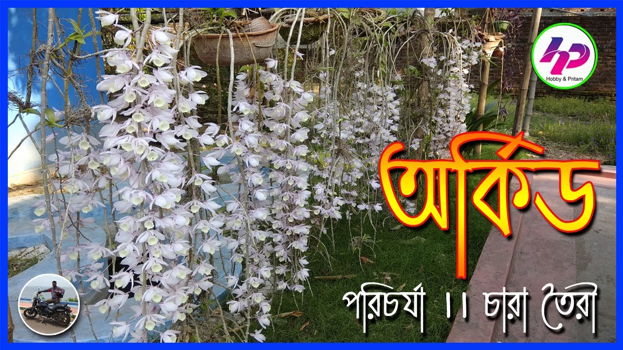 ডেনড্রবিয়াম ফক্সটেল অর্কিড ।। Dendrobium Foxtail Orchid ।। পরিচর্যা ও চারা তৈরী ।। Care & Seedlings