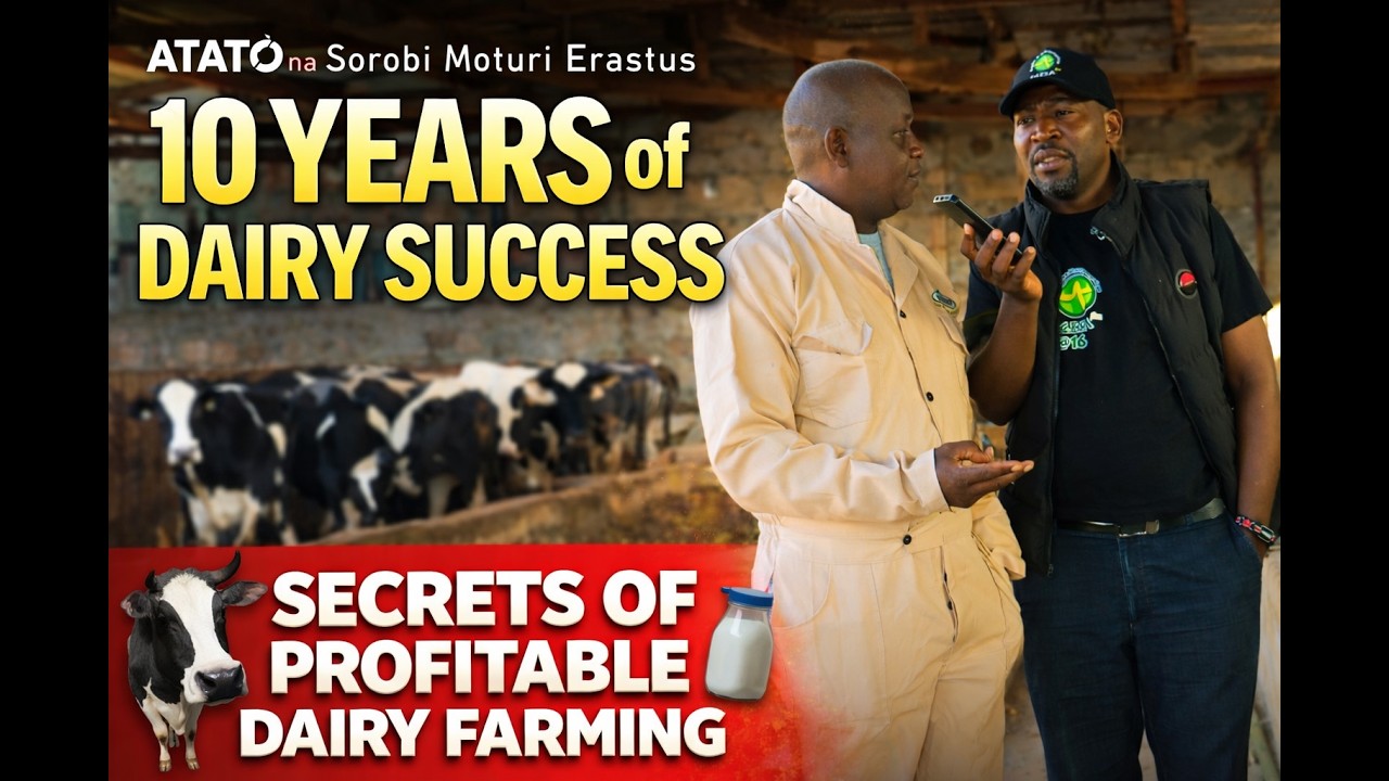 ONDICHO DAIRY FARMING DOCUMENTARY IN MATIEKO MOSOCHO.