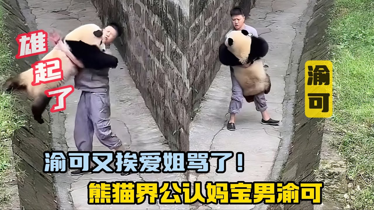 『渝可』可可又挨爱姐骂了，这次骂的更狠 熊猫界公认妈宝男渝可