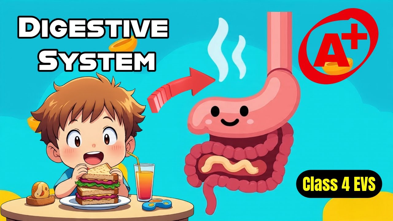 Digestive System | Class 4 EVS Science | MCQs, Short & Long Answer Questions for Kids