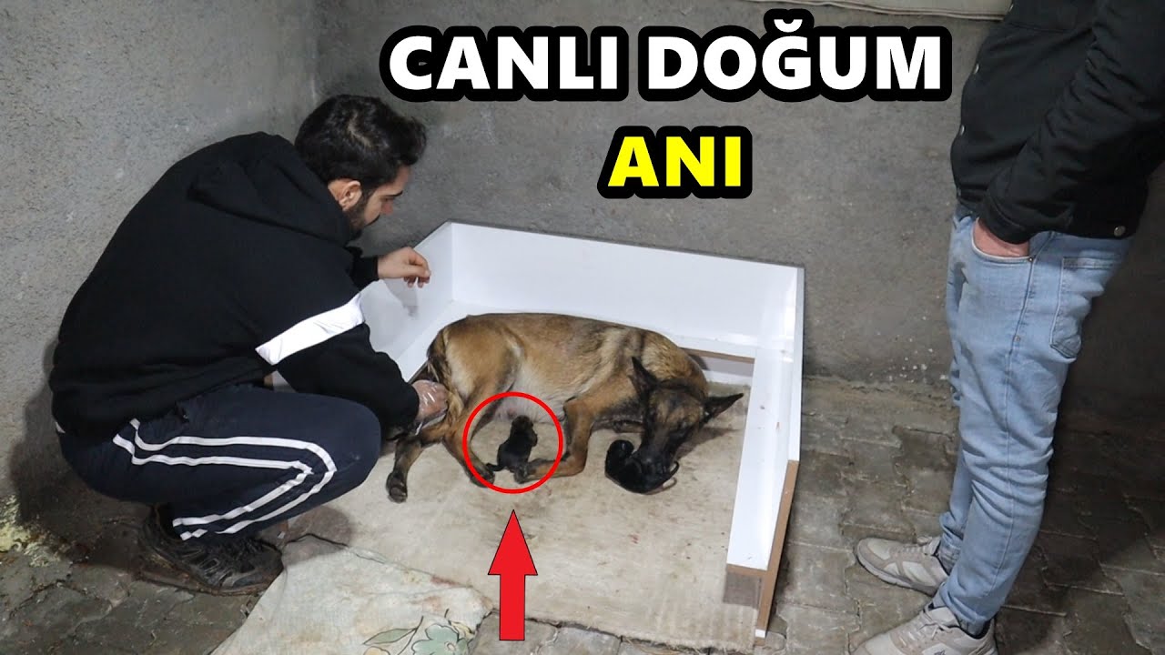 KÖPEĞİMİN CANLI DOĞUM ANI - YAVRULAR GELDİ!