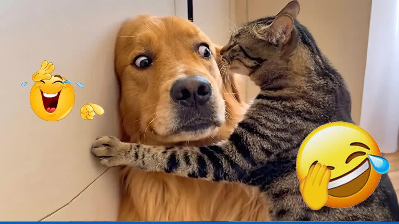 New Funny Animals 🐶 Funniest Cats and Dogs 2026 ♥ 🌹 #funnycats #animals #funnydogs