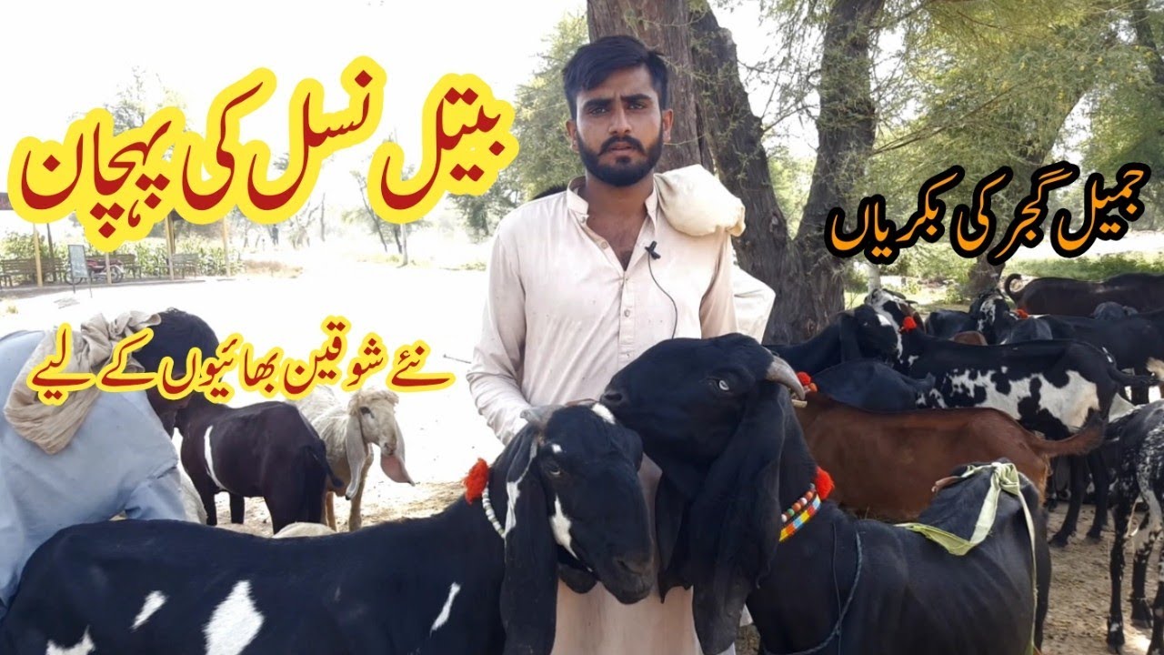 Pure Beetal Goat ki Pehchan |How to Identify Pure Beetal Goat | Beetal Goat Farming in Pakistan