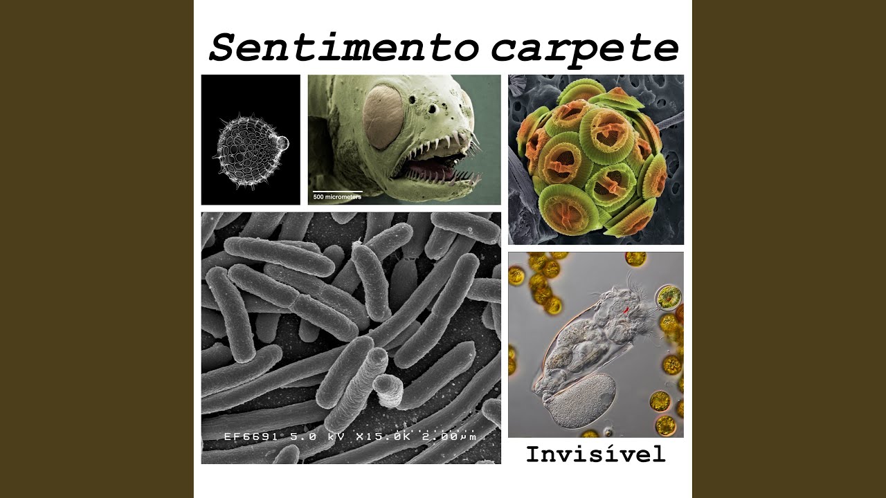 Copacannabica