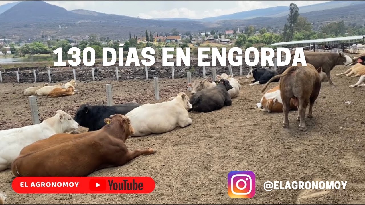 AVANCES DE ENGORDA 2022 | ENGORDA BOVINA | EL AGRONOMOY