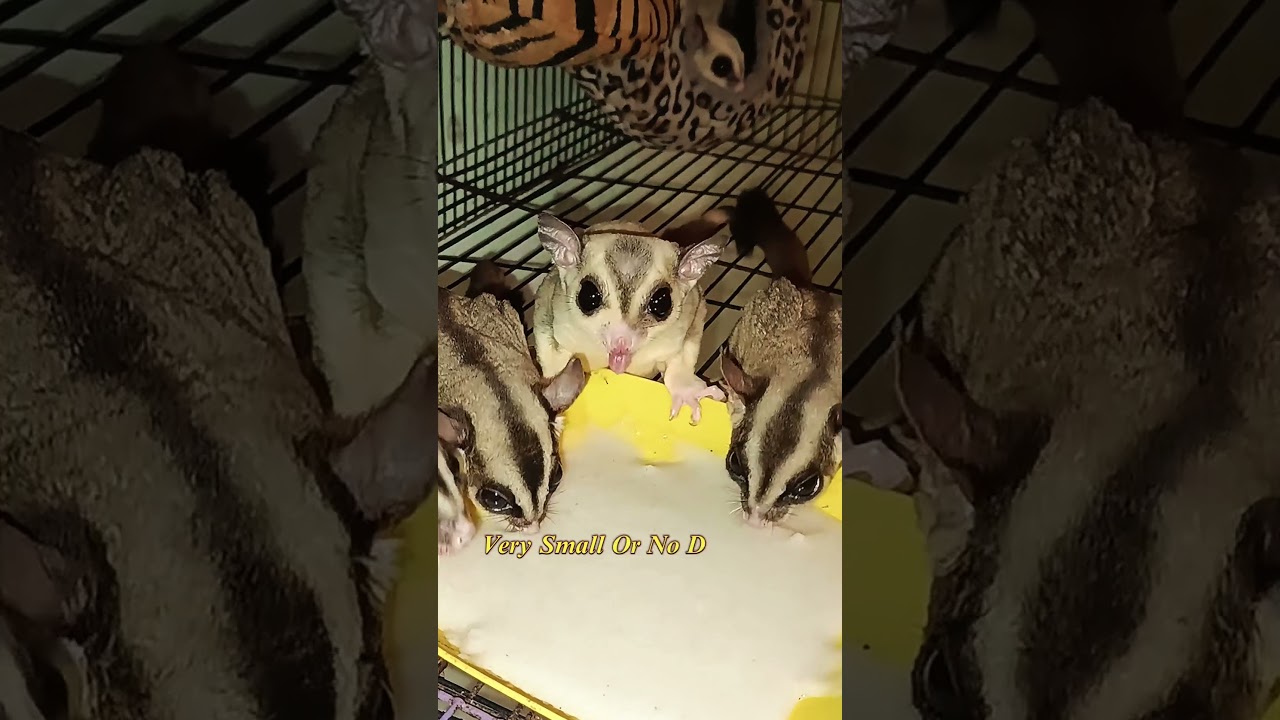 Don&rsquo;t Ignore These Sugar Glider Illness Signs! #trending #sugerglider