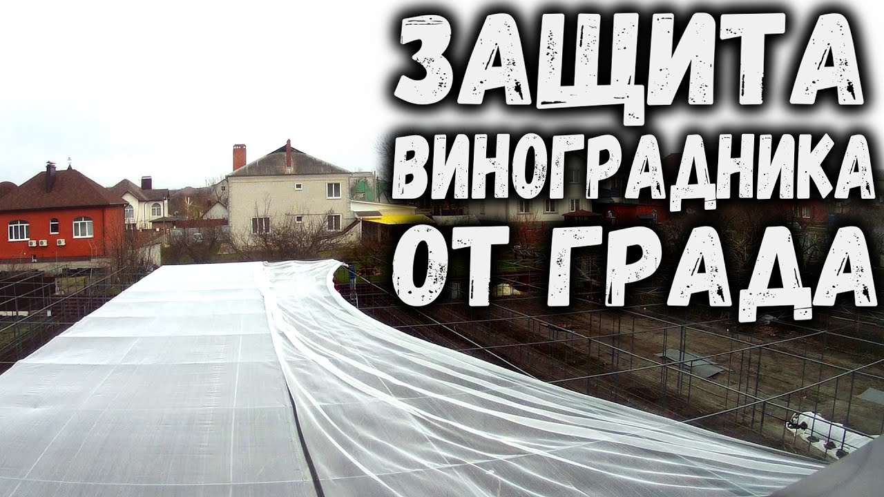 Защита виноградника от града!