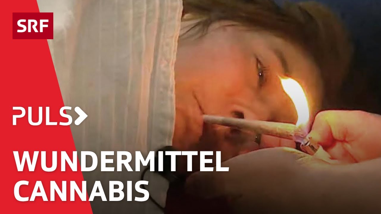 Cannabis Hype – die verbotene Droge als Schmerztherapie der Zukunft | Puls | SRF Wissen
