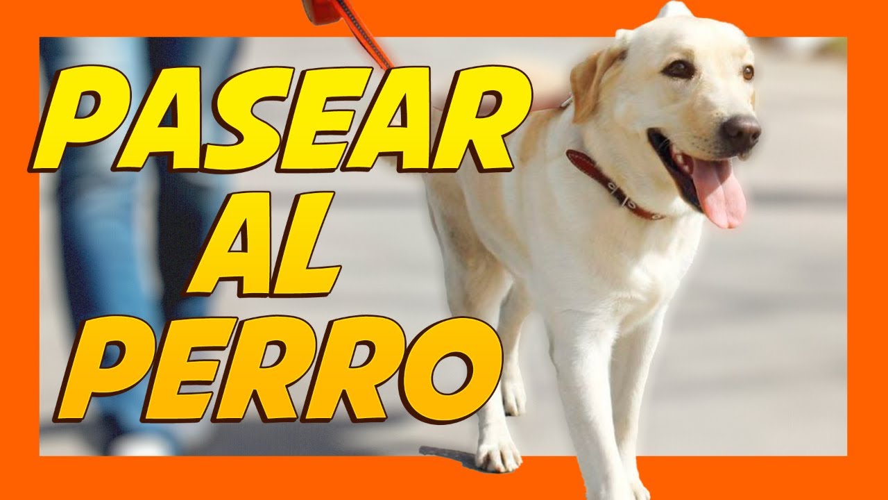 Pasear al perro sin tirones de correa 🐶😁