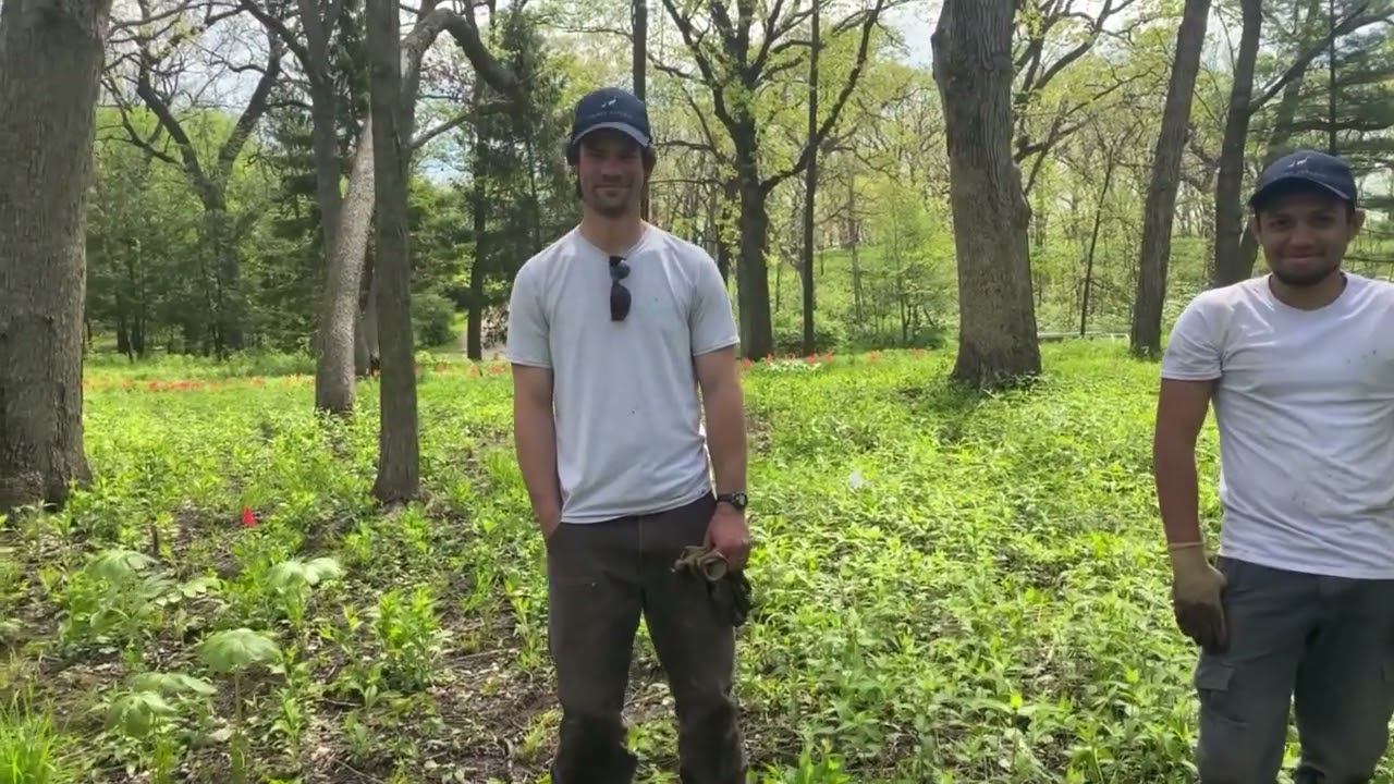 Oak Savannah Carex Inoculation  Episode #206