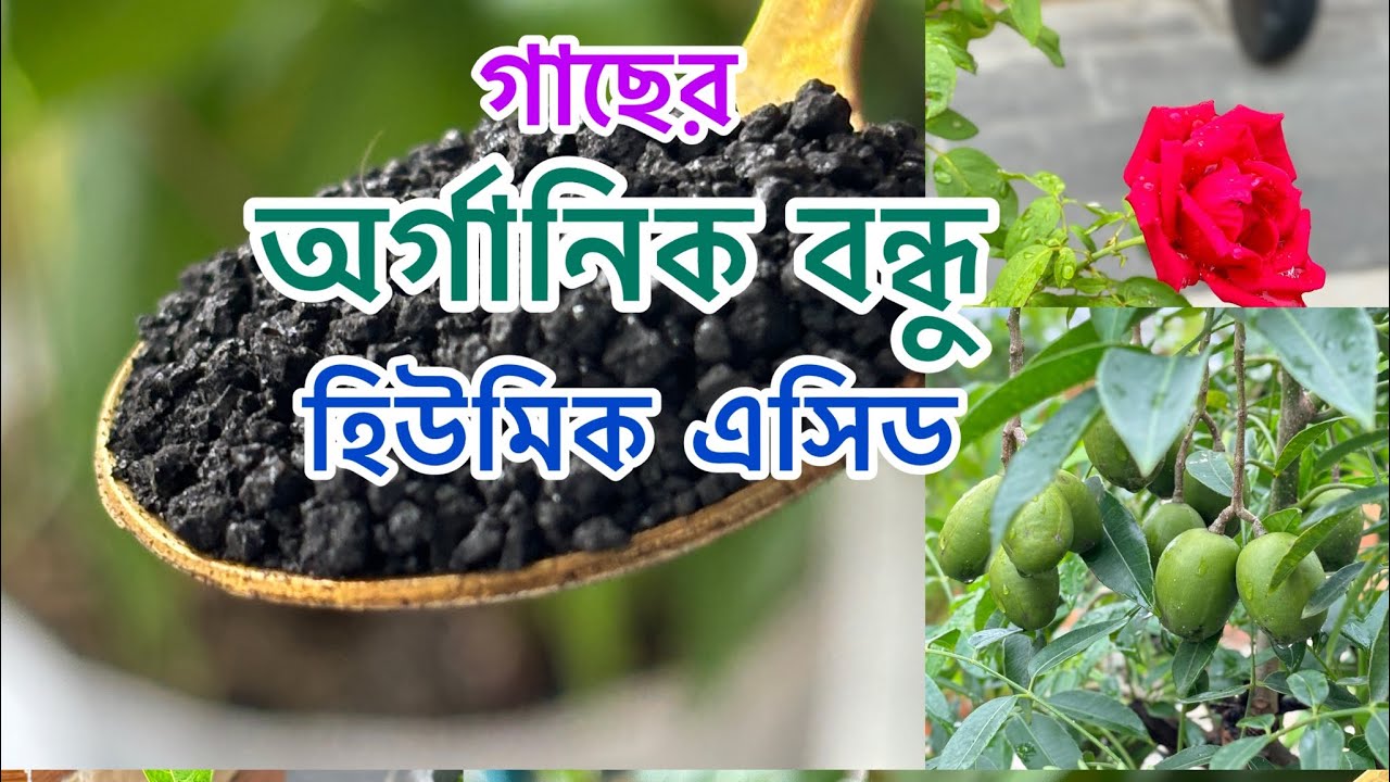 Humic acid for plants. গাছের যত্নে হিউমিক এসিড। হিউমিক এসিড কী? কীভাবে ব্যবহার করবো। 