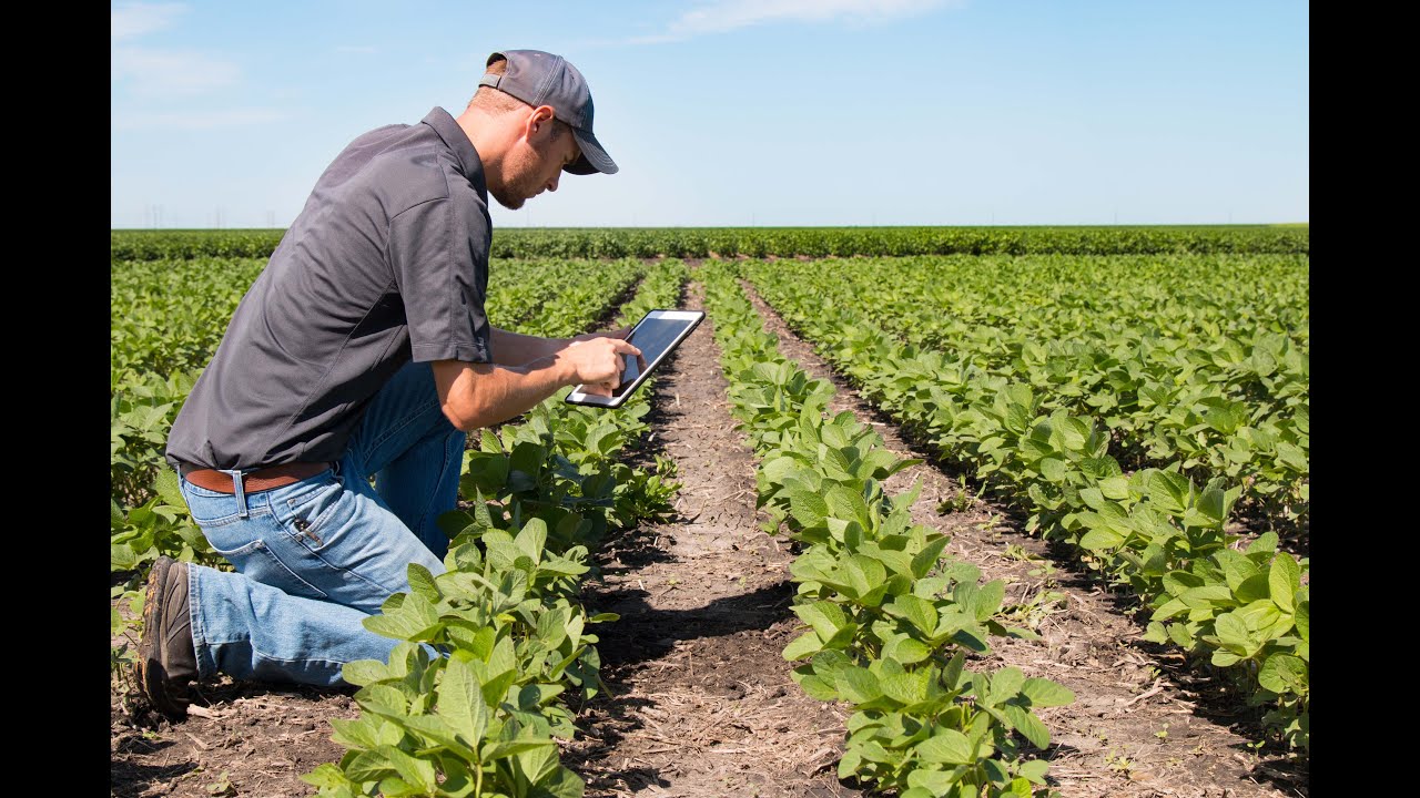 Crop Pest Diagnosis online course