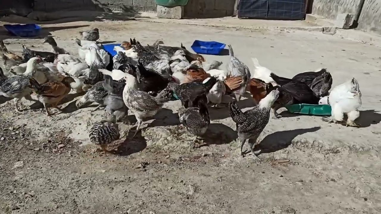 أول مرة كنخرج الكتاكيت ديالي للمسرح ماشاء الله.أجيو تولعو معنا