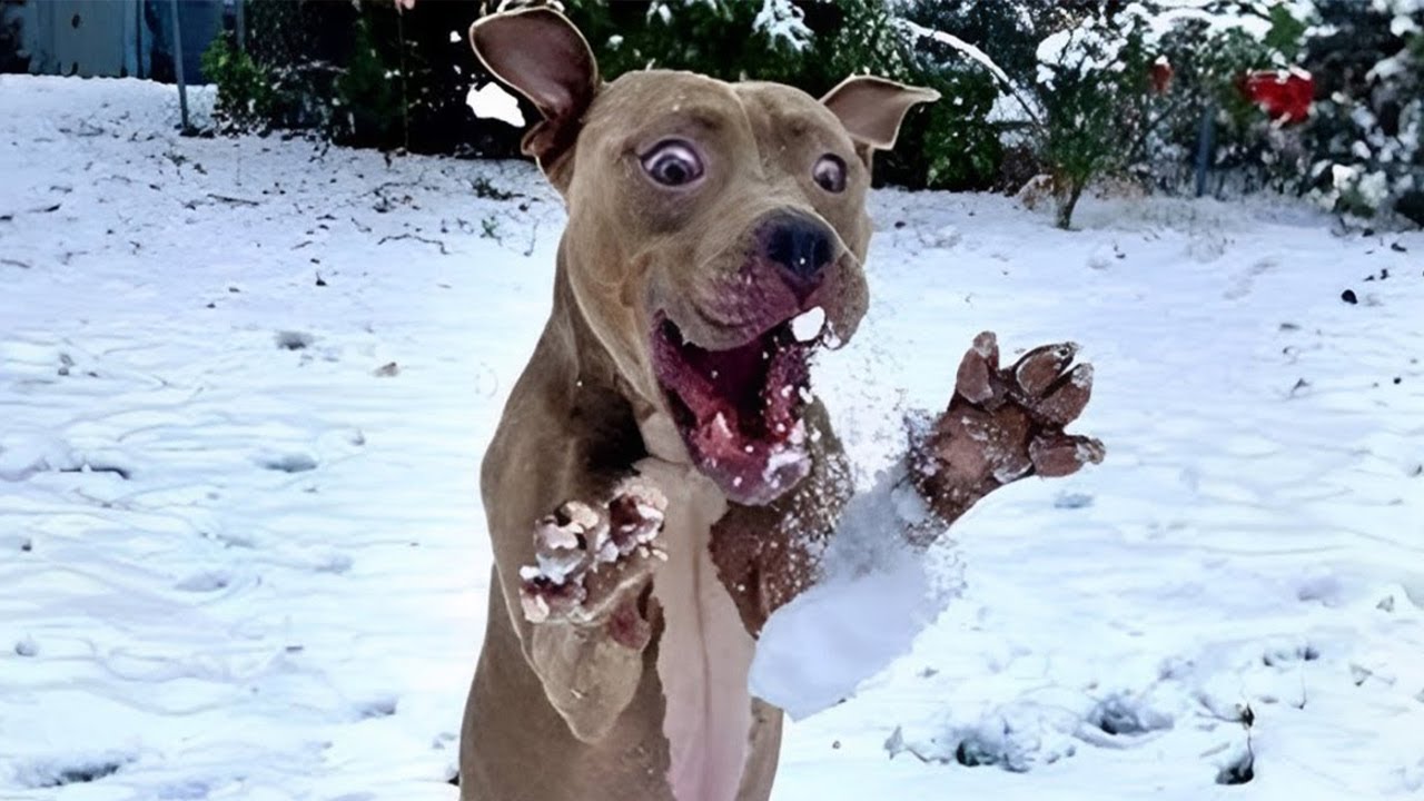 Perros graciosos que te hacen re&iacute;r mucho 🤣🐶 Videos graciosos de perros 2025