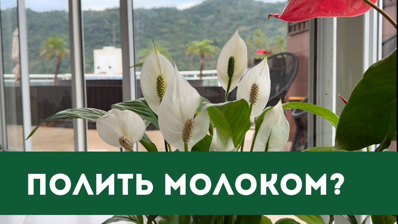 Женское Счастье, Спатифиллум и Молоко