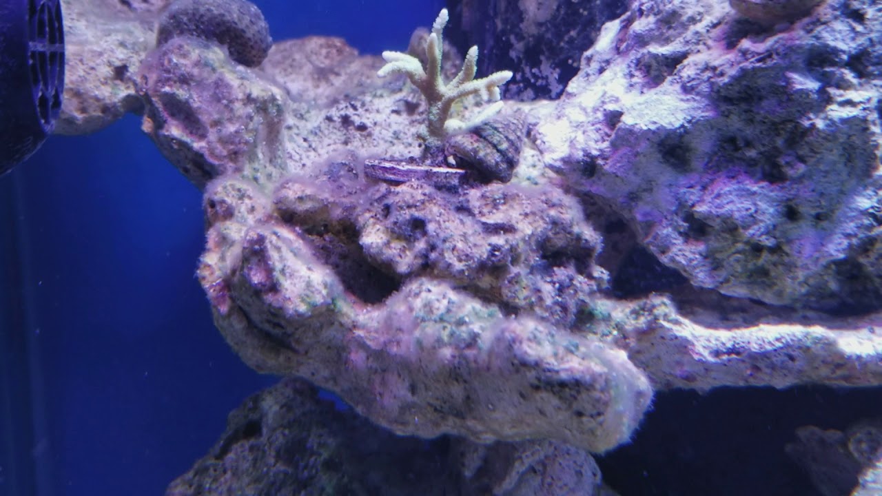 como quitar el alga (Vibrant Liquid Aquarium Cleaner - Reef Blend)