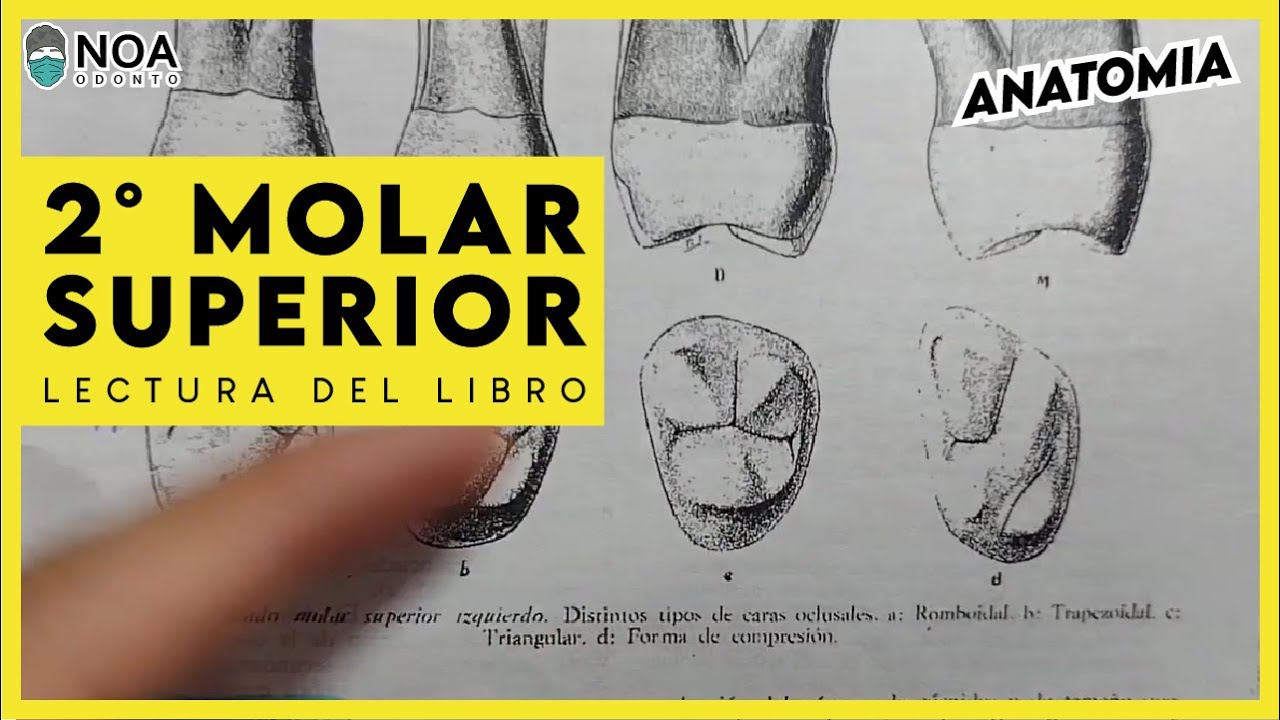 2 Segundo MOLAR SUPERIOR lectura del libro de anatomía Dentaria