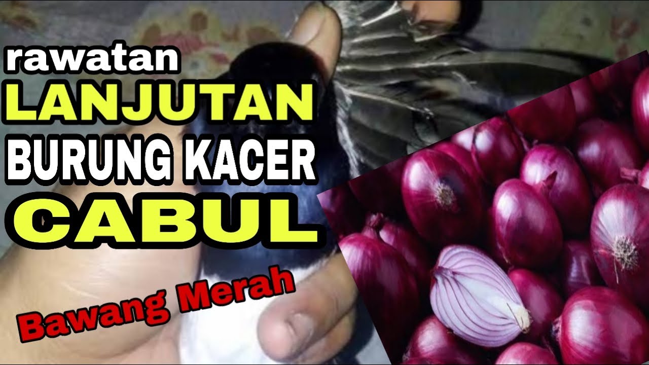 RAWATAN BURUNG KACER CABUL/KANIBAL || PART 2 LANJUTAN