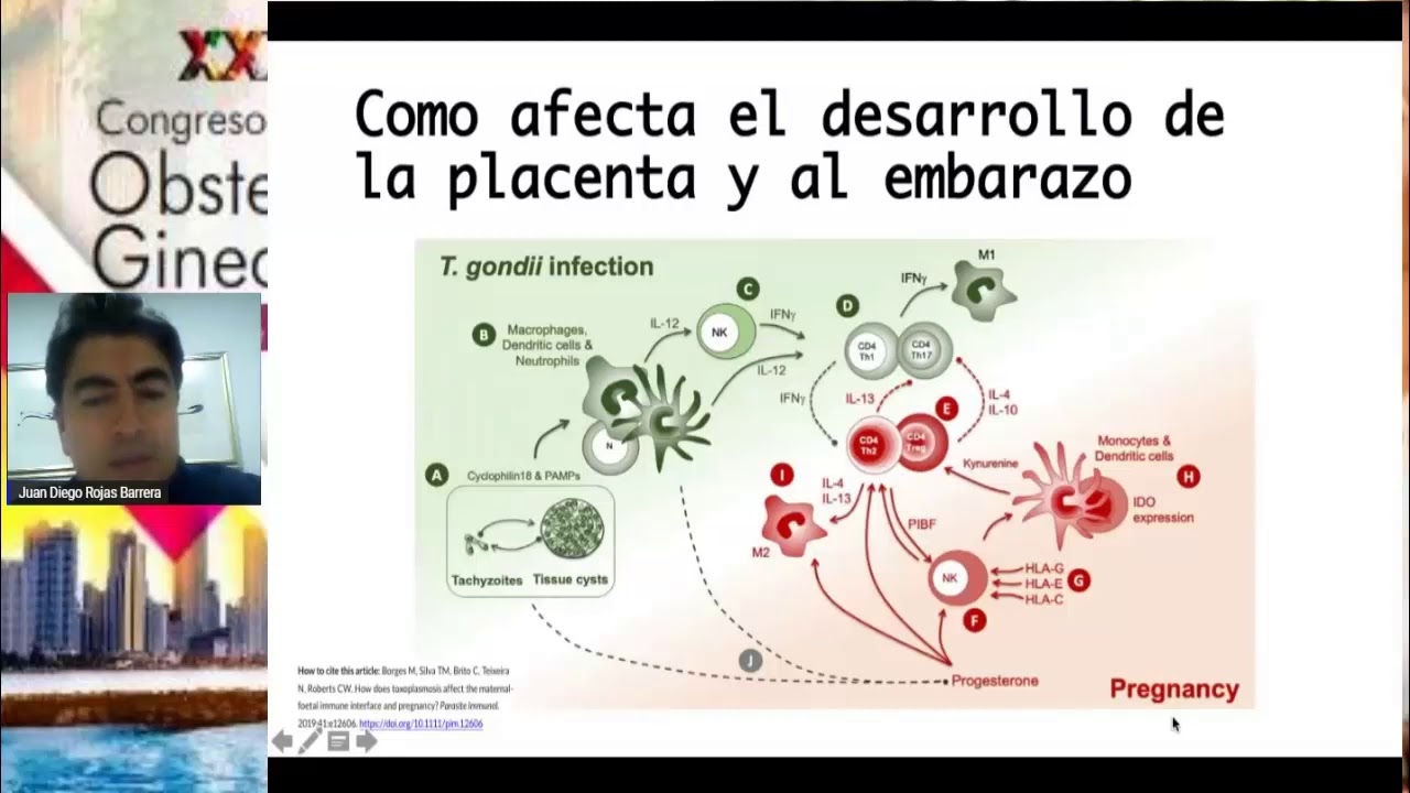 Juan Diego Rojas - ROCHE: Comportamiento de Inmunoglobulinas en Toxoplasmosis durante el embarazo
