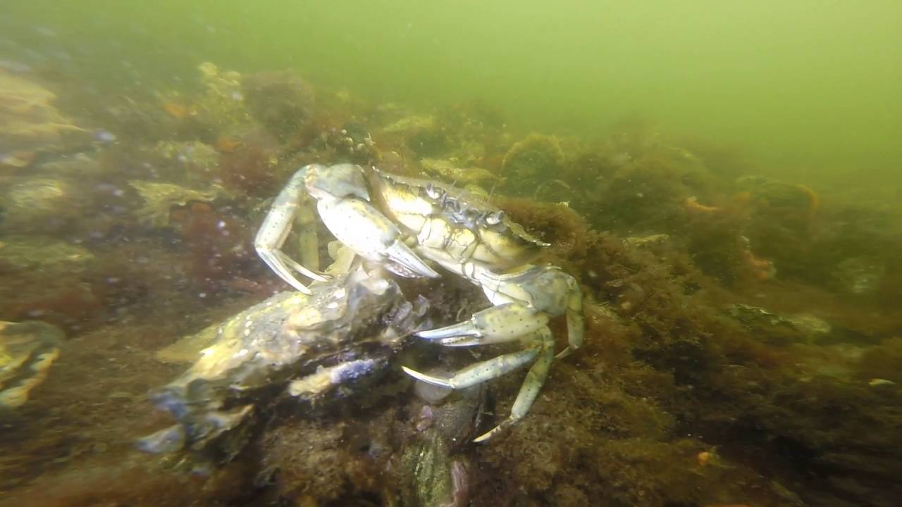 DIVING IN THE NETHERLANDS, ZEELAND