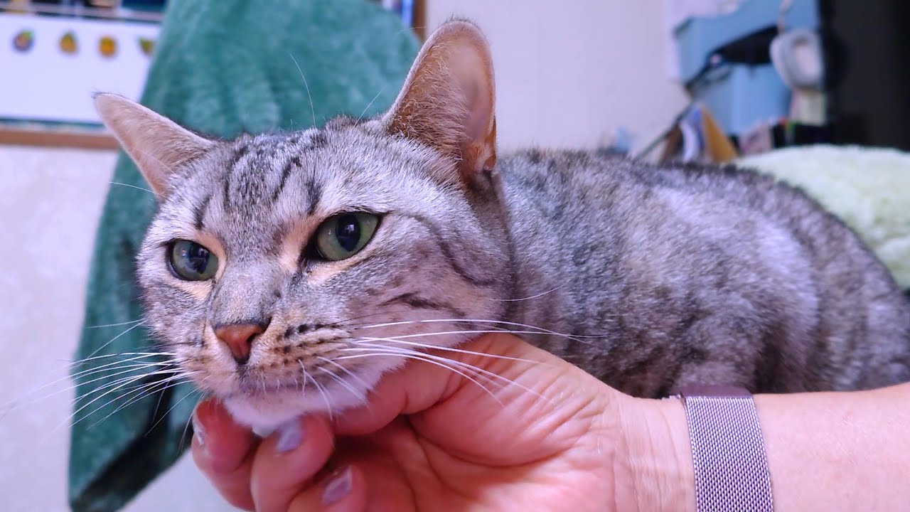 おこぼれを狙っている猫！