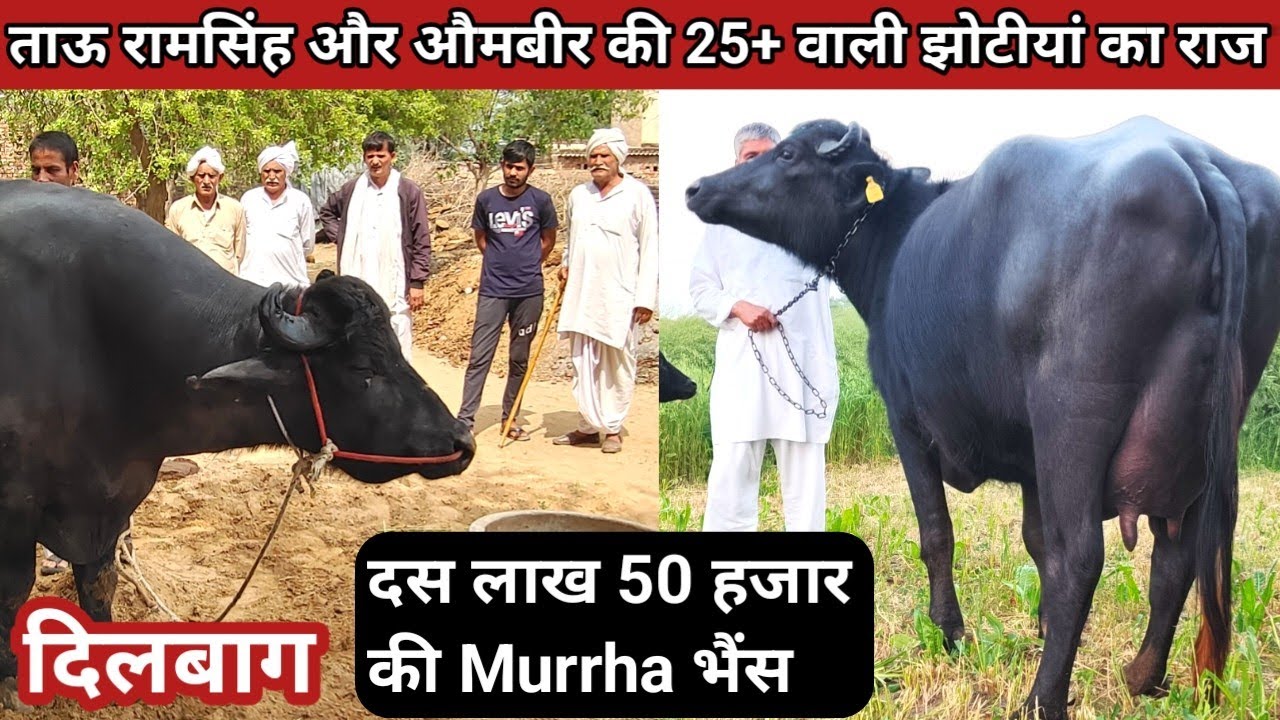 🏆ताऊ रामसिंह पांडवान की 25+ किलो दूध की 5 Star Murrha झोटीयो का राज है (दिलबाग) Video जरुर देखे.👍
