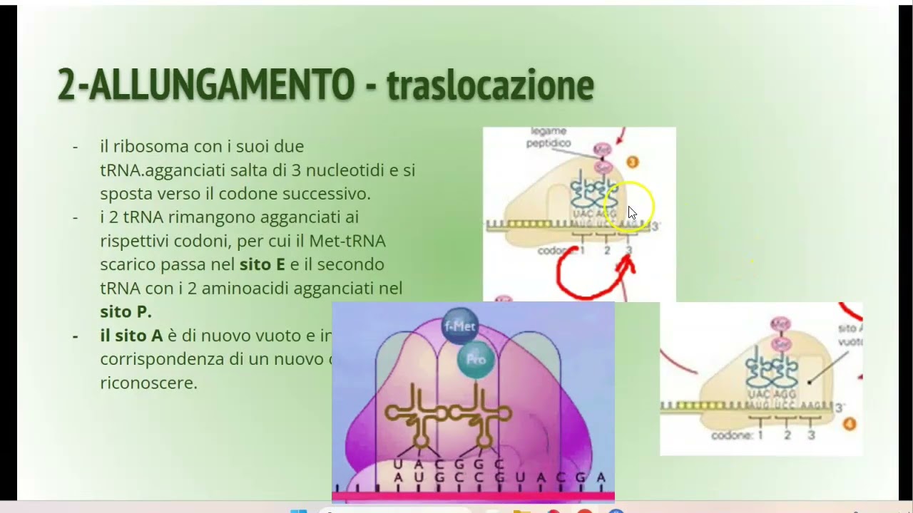 La traduzione nei ribosomi, allungamento e termine - sintesi proteica 2