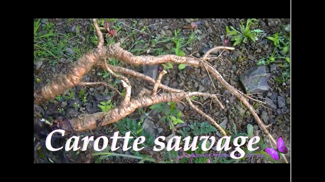 La carotte sauvage, comment la reconnaitre .