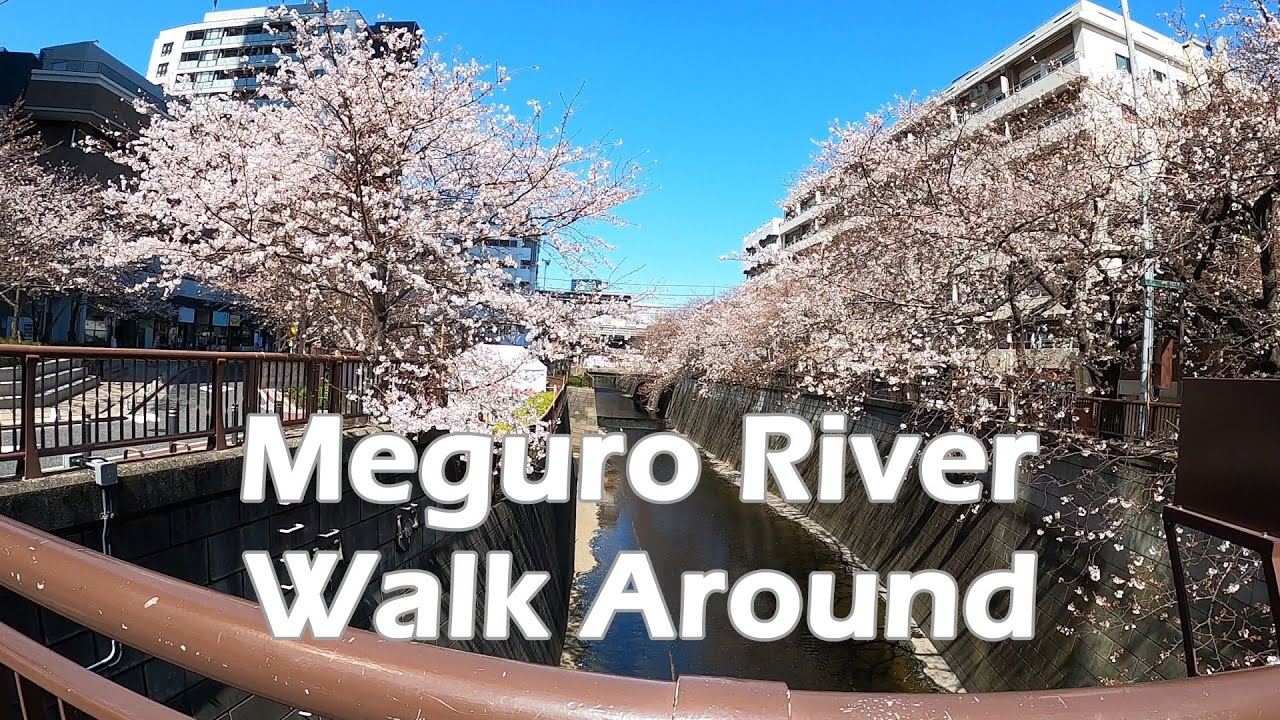 🌸Walk around Meguro River, a famous cherry blossom viewing spot in Tokyo. 目黒川の桜🌸