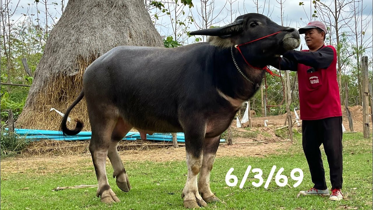 ลดแลกแจกแถม‼️พ่อพันธุ์ แม่ลูกตัวเมีย,แม่สาว,หนุ่มหล่อ ชุดน่าเลี้ยง มี6รายการซื้อ-ขาย-เเลกเปลี่ยน