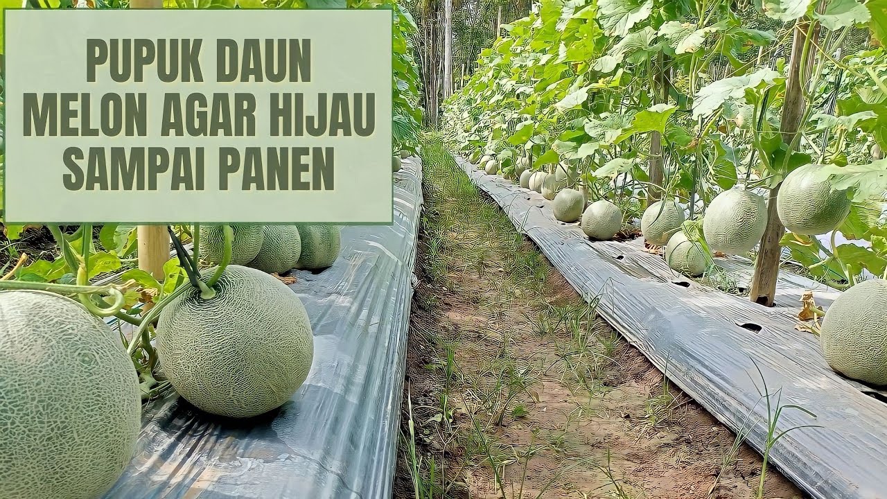 PUPUK DAUN UNTUK MELON DARI AWAL TANAM SAMPAI PANEN