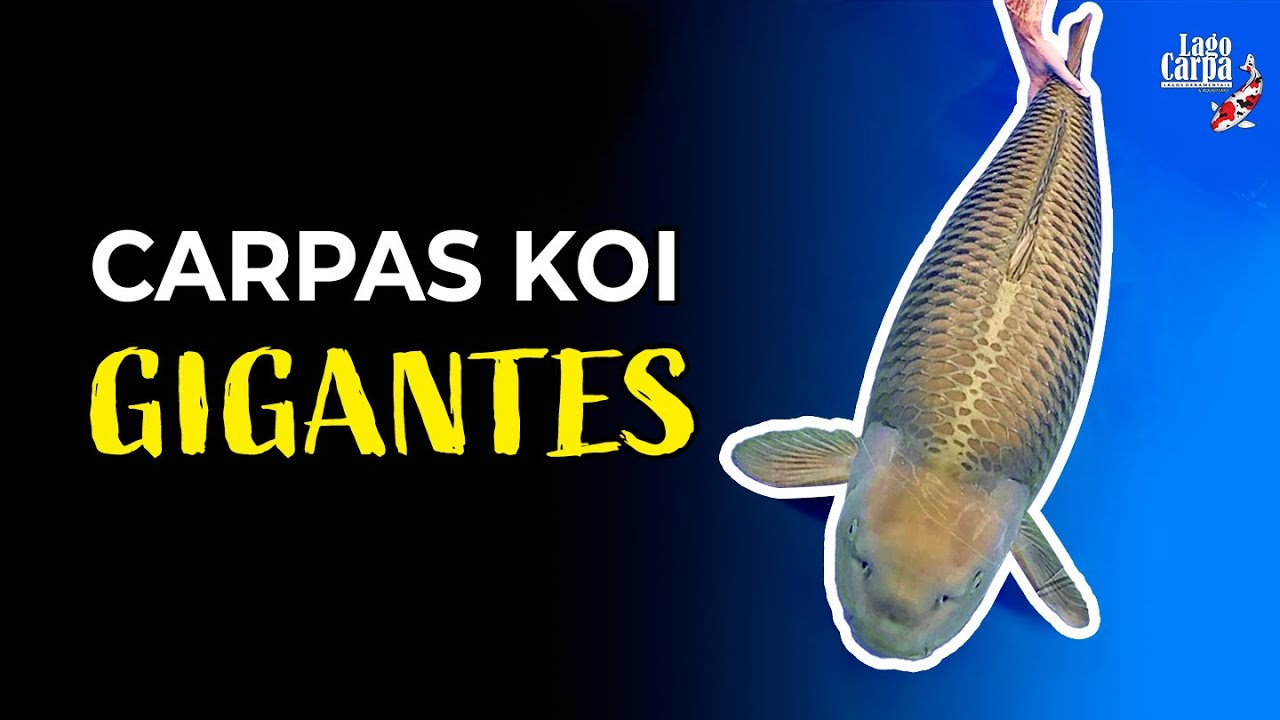CARPAS JUMBO: Conheça as maiores Carpas Koi do mundo!