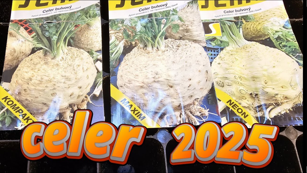 Celer, ze semínek, Předpěstování sazenic, Výsev, substrát, teploty, ukázky výsevu