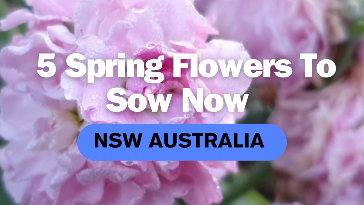 5 Flowers To Sow Now For Spring Blooms • NSW Australia