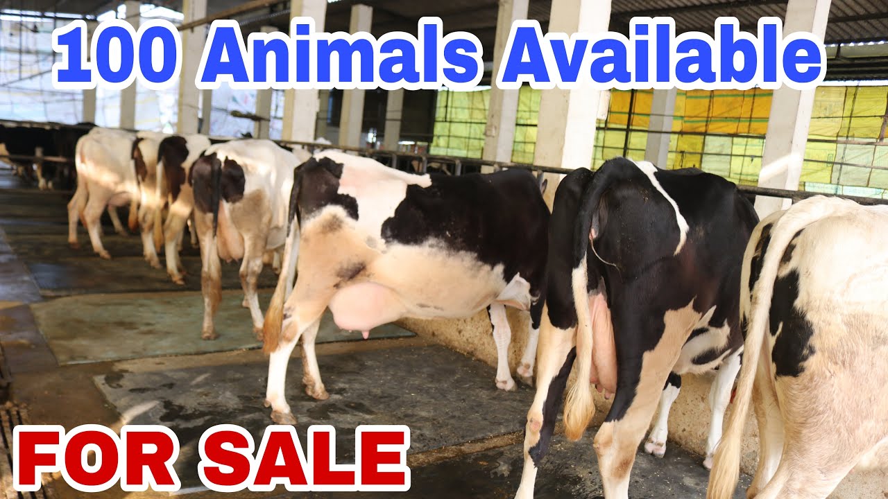 भारत का सबसे बड़ा HF गाय बेचने वाला डेरी फार्म || Vans Dairy Farm,Karnal || HF Milking Cow & Heifers