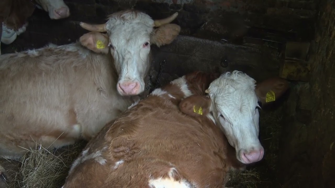 Mlekarstvo i stočarstvo danas &ndash; izazovi i problemi proizvođača