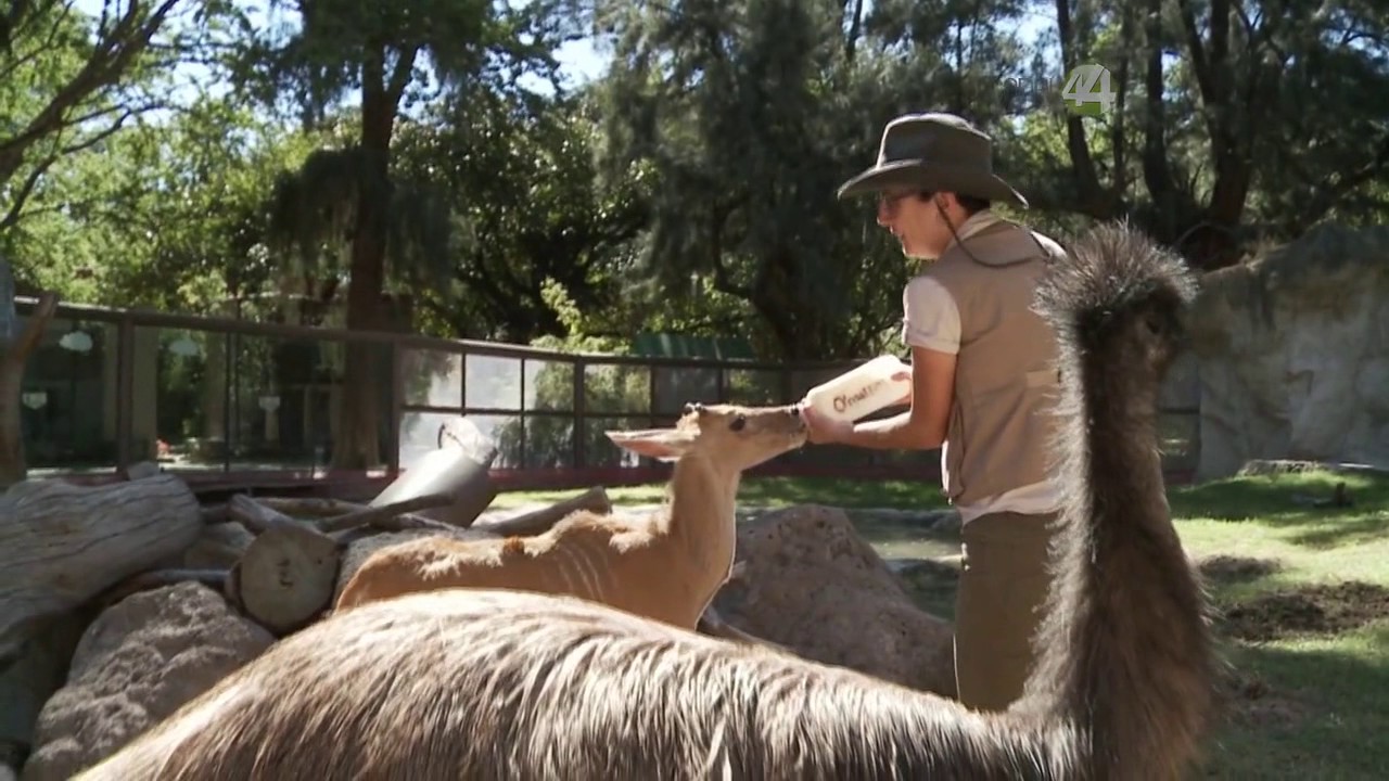 Desde el Zoológico: Visitando a los 'chamacos' del Zoológico Guadalajara