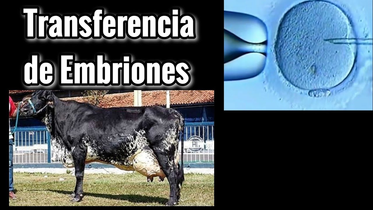 Transferencia de Embriones Que Es y Porque Algunos Ganaderos lo Usan.