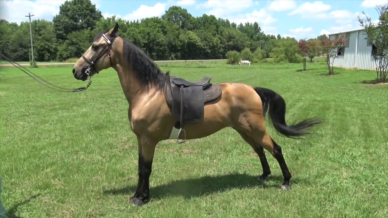 Buckskin 5 Gaited American Saddlebred - Jacob Parks Horsemansip