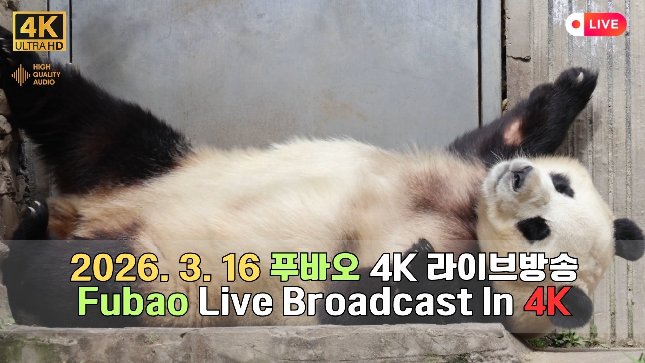 3월 16일의 푸바오의 하루를 4K 고화질 고음질 방송으로 만나보세요.(4K Fubao Live Broadcasting)