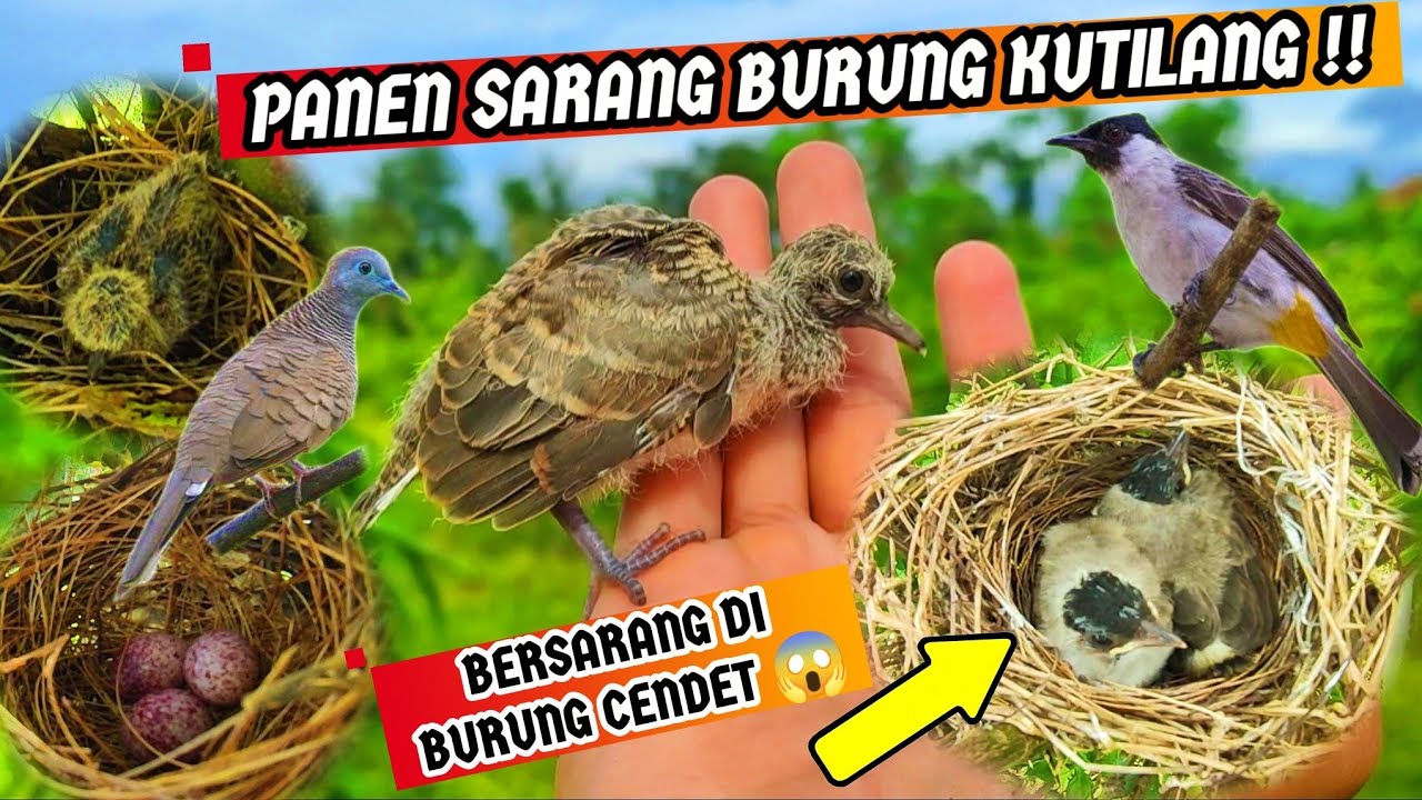 Mencari Sarang Burung || Panen Anakan Burung Kutilang & Perkutut Lokal‼️