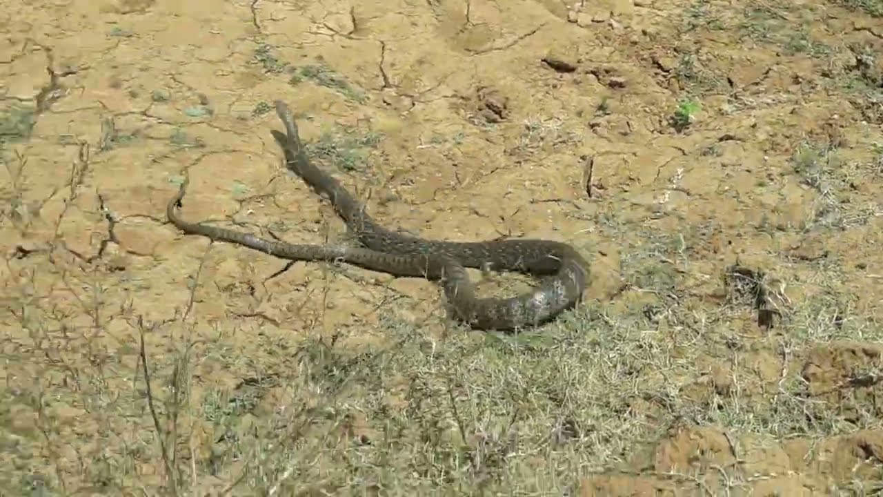 ratel snake 🐍 in fields .. with hunting