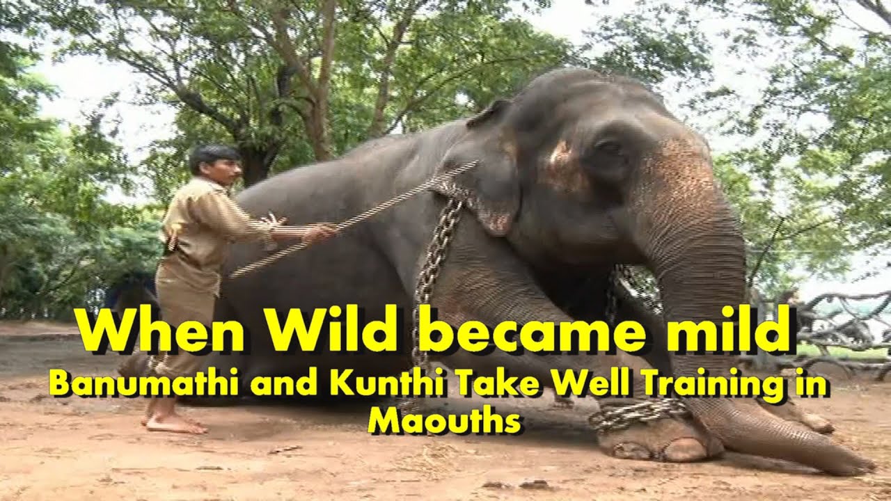 When Wild Elephant Tame and Trained by the handler..it become mild