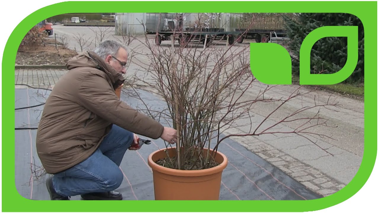 How to Prune a Big Blueberry Plant in a Pot