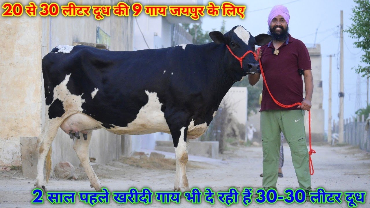 20 से 30 लीटर दूध की 9 गाय जयपुर के लिए, 2 साल पहले खरीदी गाय दे रही हैं 30-30 लीटर दूध। Gill Dairy