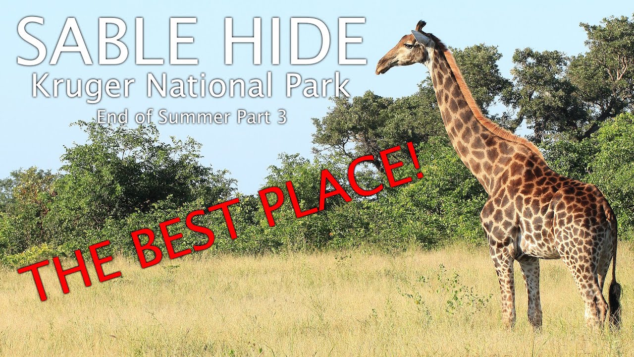 The BEST place in Kruger National Park! - Sable Overnight Hide