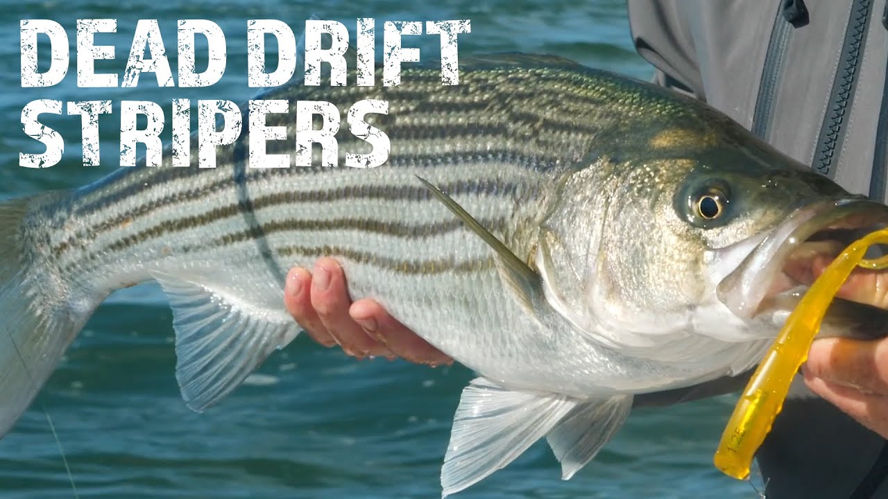 Dead Drifting Slowtails For Stripers