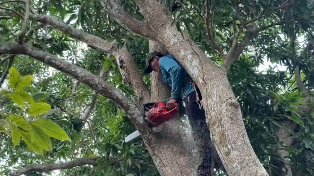 Cưa Cây Xoài To Trong Sân Nhà 