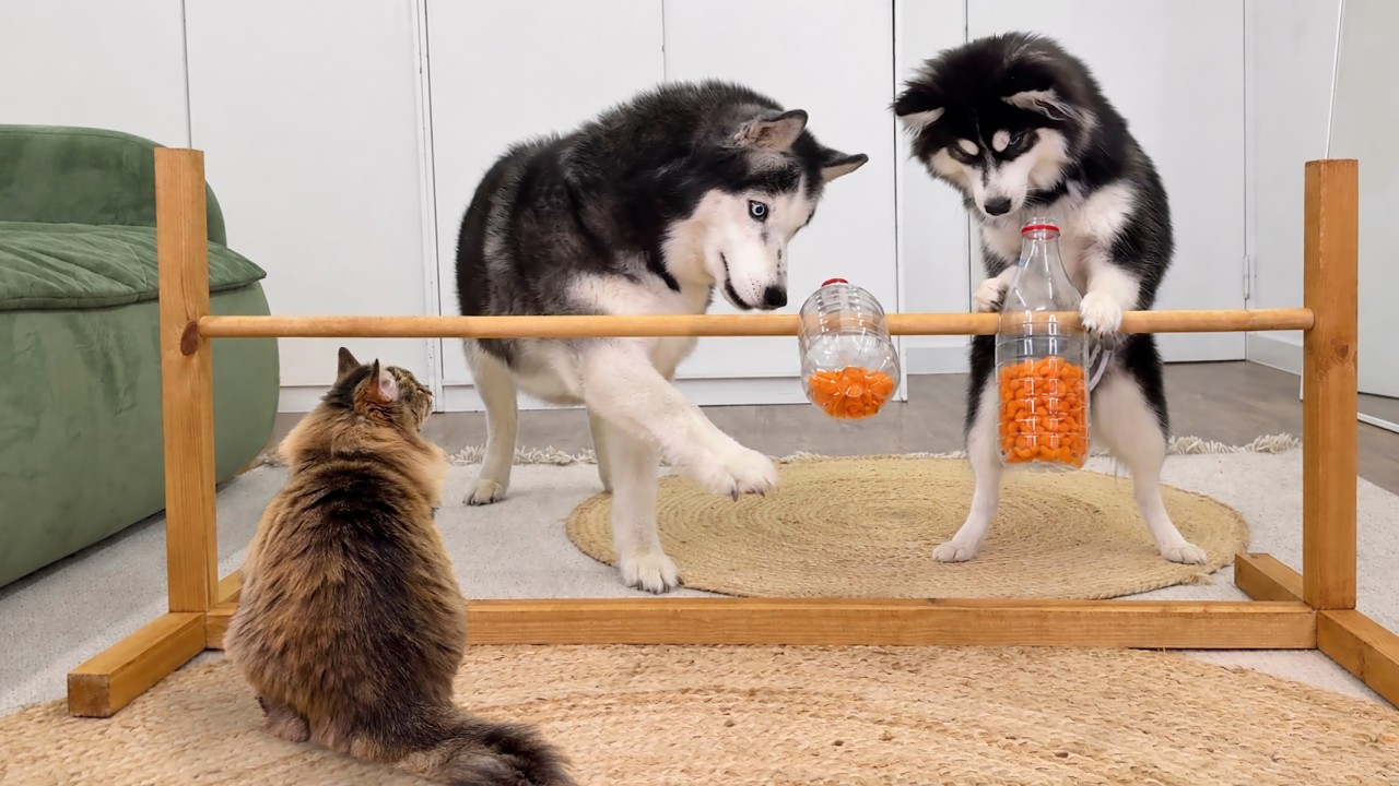 Puppy Competes With an Adult Dogs in an IQ Test! Cats Make Their Own Choices