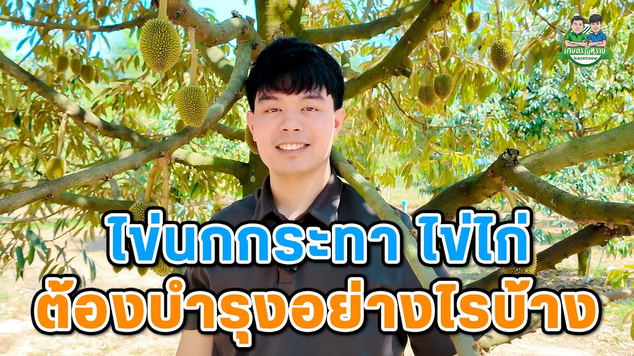 ระยะไข่นกกระทาและไข่ไก่ต้องบำรุงอย่างไรบ้าง